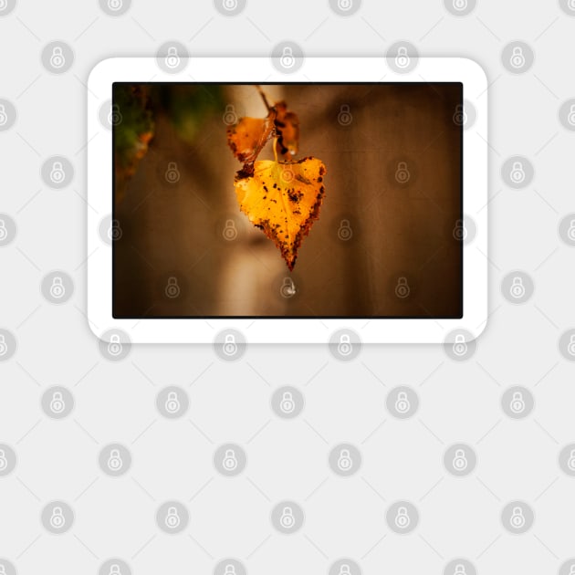 Autumn Leaves Sticker by Design A Studios